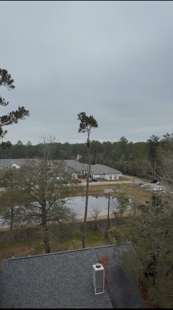 Arborist climbing and removing pine tree in Covington, Louisiana.