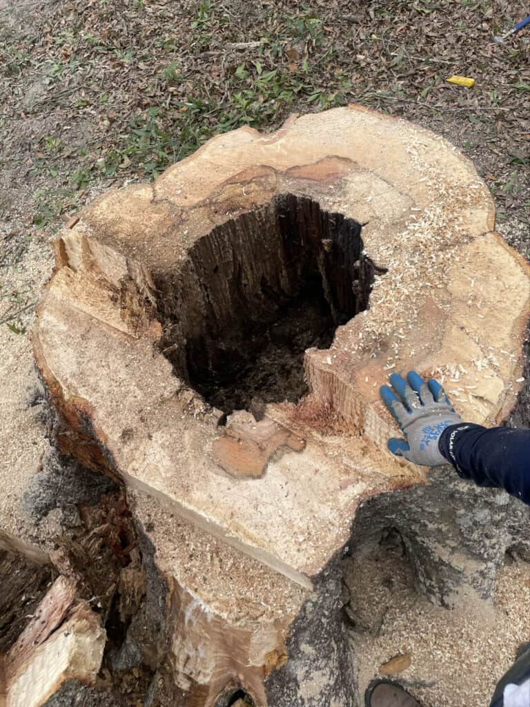 Hollow dead Oak tree removal Madisonville, Louisiana