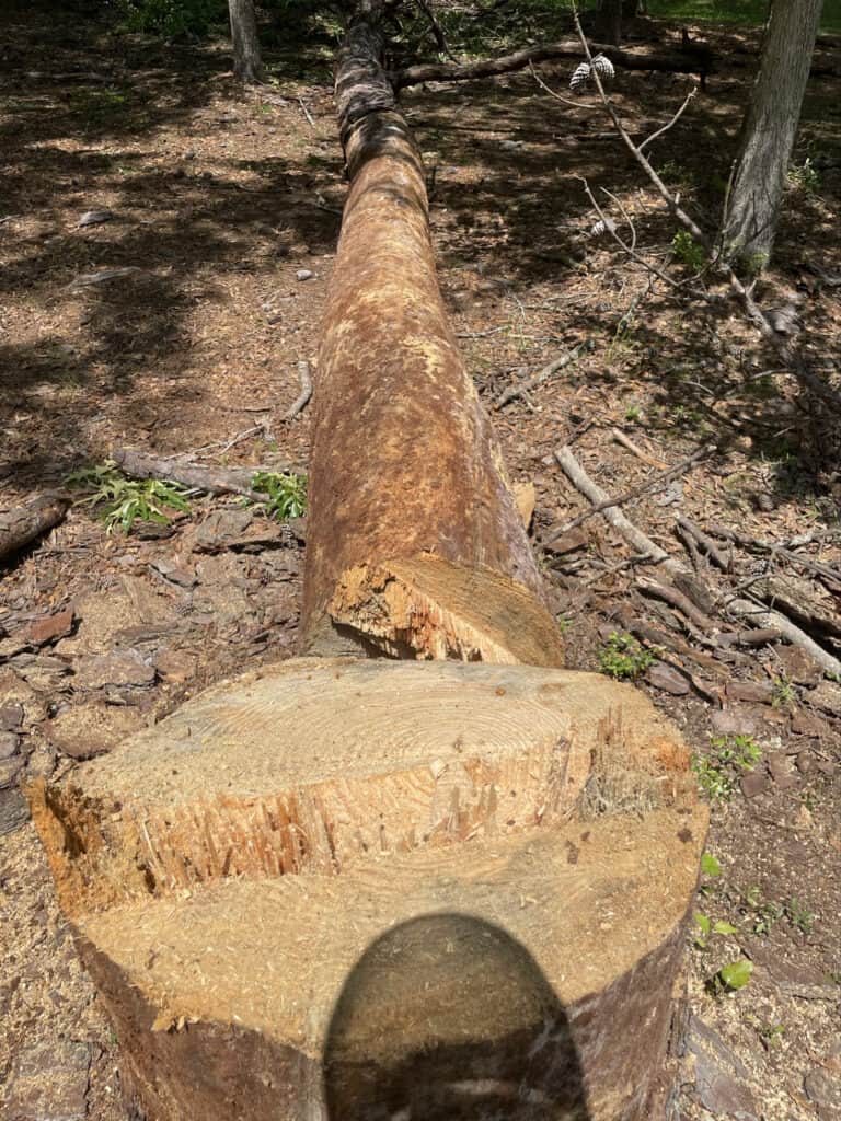 Dead Pine tree removal stump cut in Covington, Louisiana