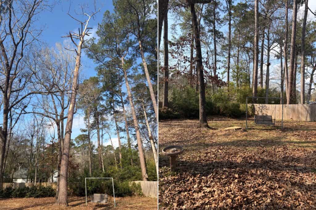 Before and after of dead leaning tree in Abita Springs, Louisiana