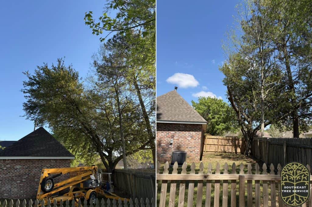 Before and after. Arborist trimmed back Oak tree due to homeowners Insurance.