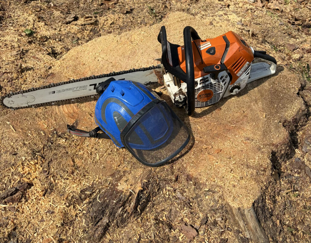 Dead Pine tree stump cut Abita Springs, Louisiana