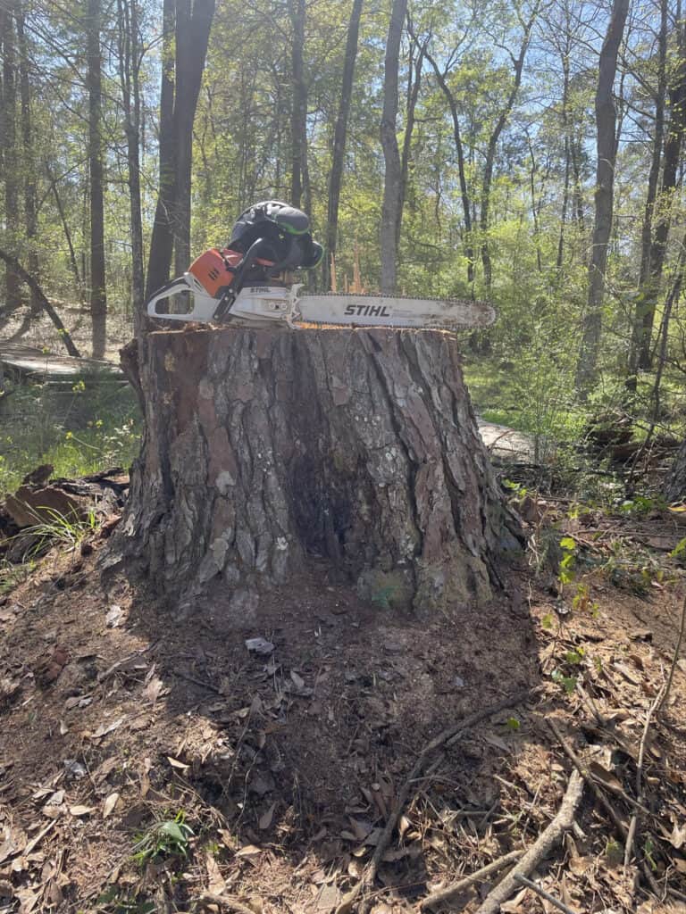 Dead pine tree stump cut from tree removal in Madisonville, Louisiana.