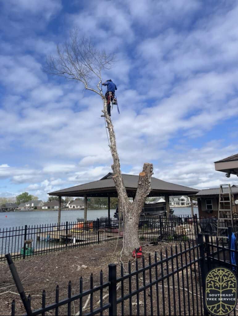 Arborist climbs, removes, and disposes of debris close to house and fence Covington, Louisiana.