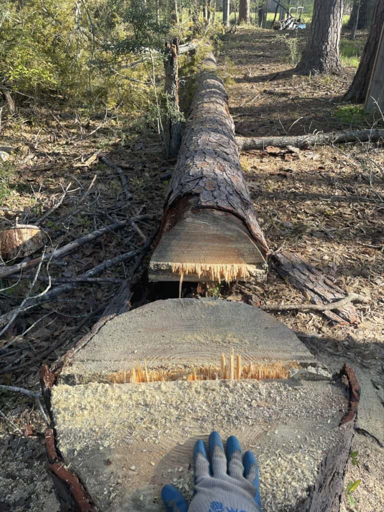 Arborist cut down and remove large Pine tree safety.