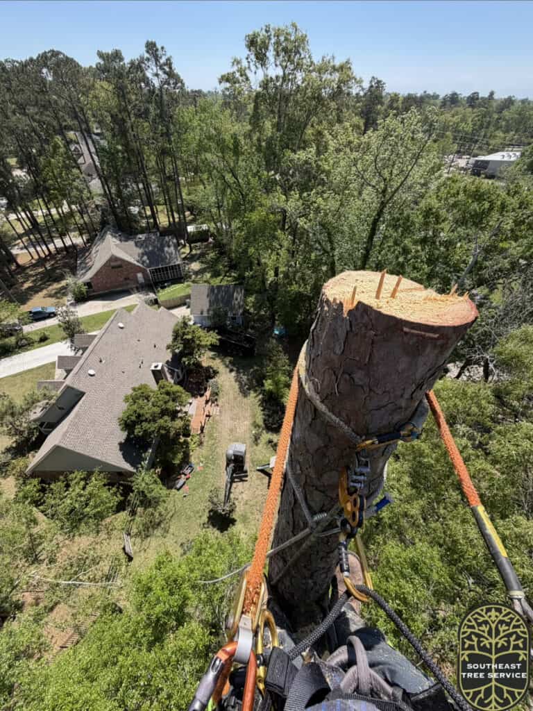 Climbing Arborist topping a tall pine tree in Mandeville, Louisiana.